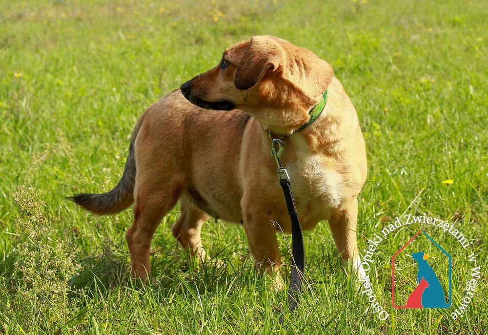 Młoda, przyjazna sunia Kalma szuka domu!