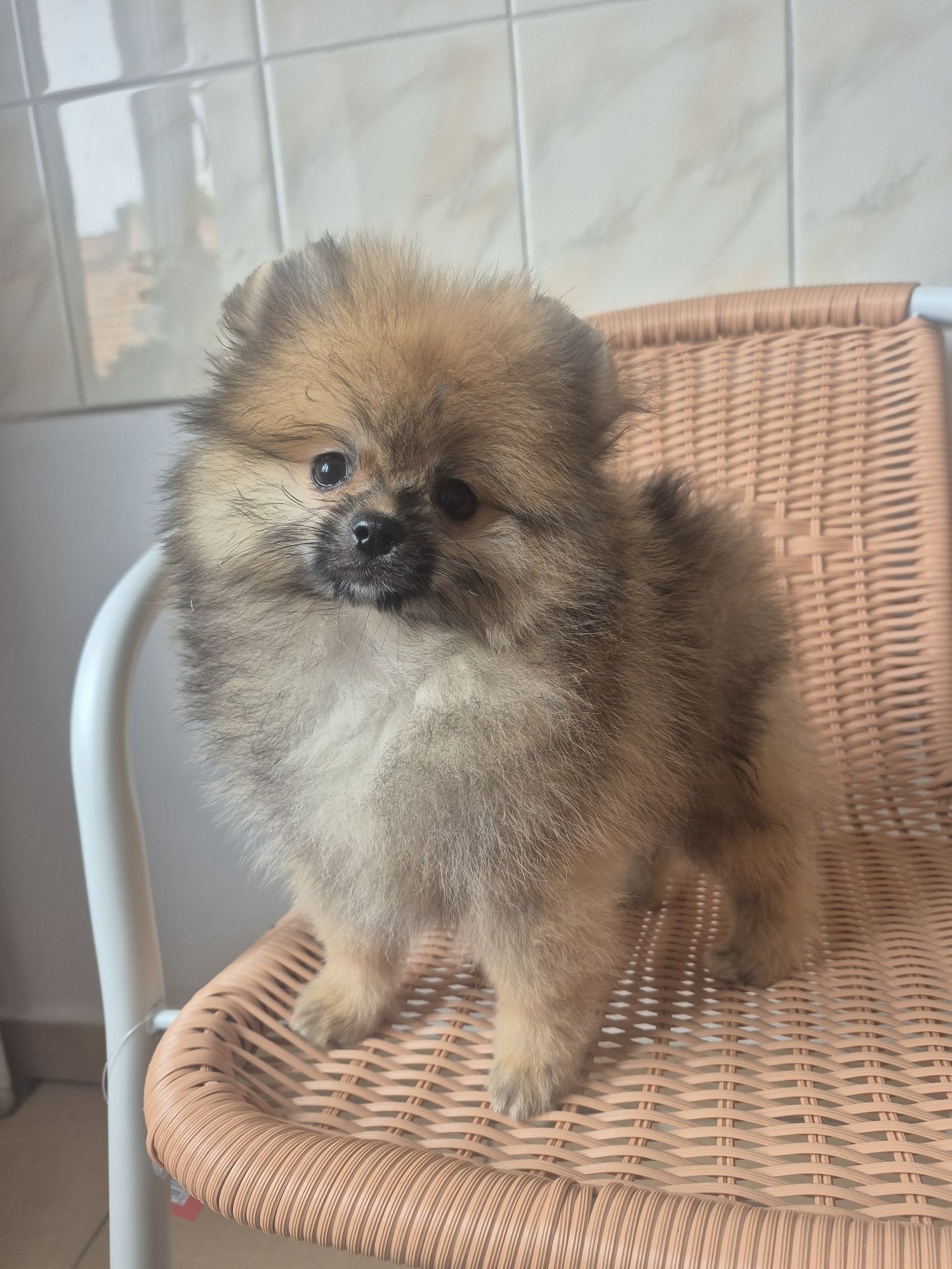 Piesek.Pomeranian orange sable