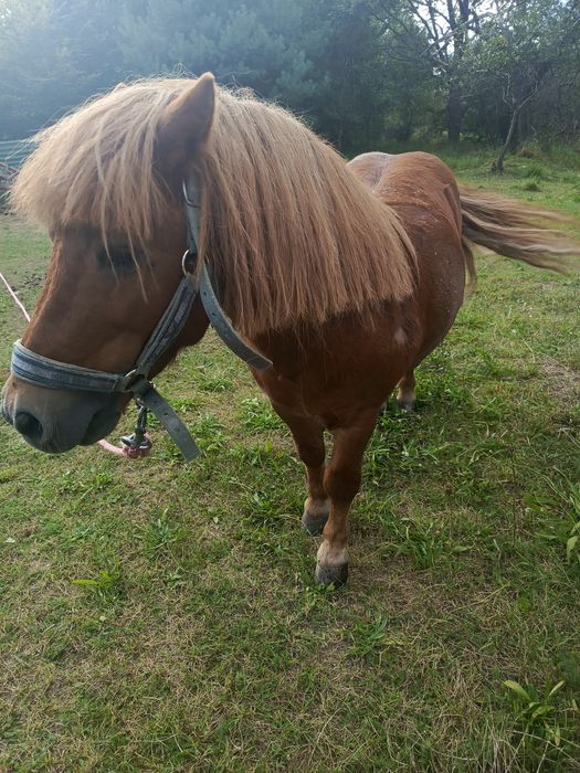 Ok gierek chodzi pod siodłem zamienię