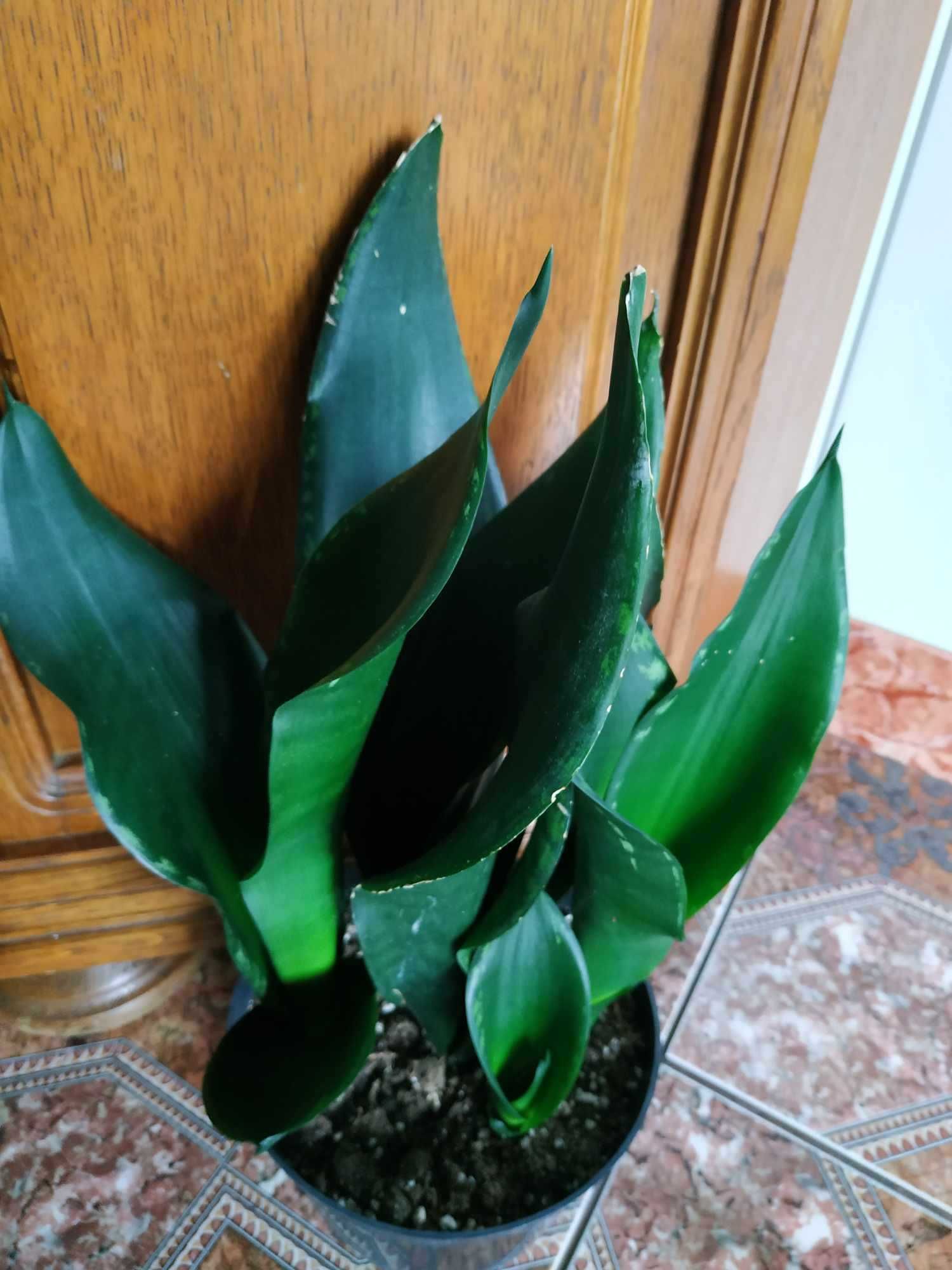 Sansevieria Whitney. Sansewieria. Roślina doniczkowa.