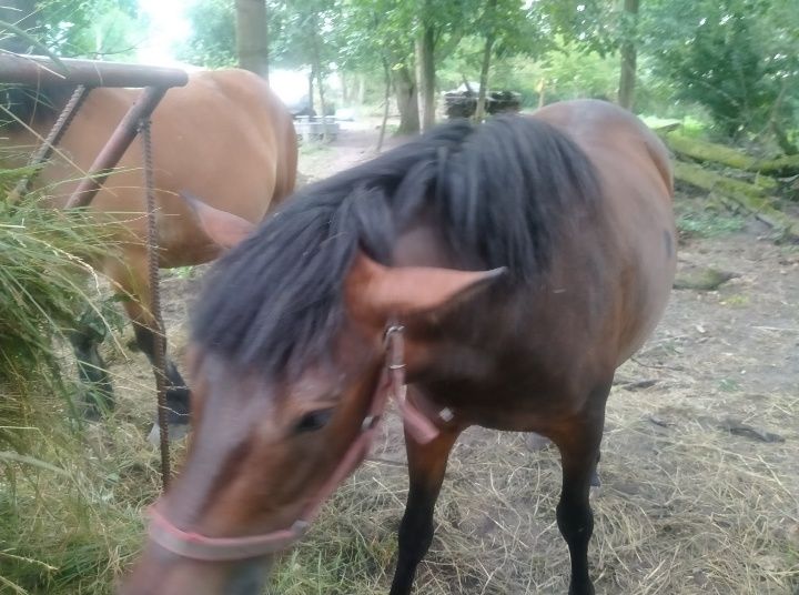 Klacz huculska źrebna