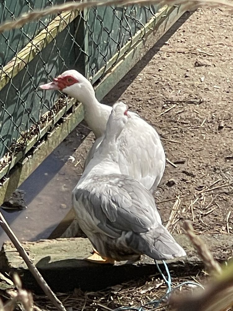 Patos para venda da quinta