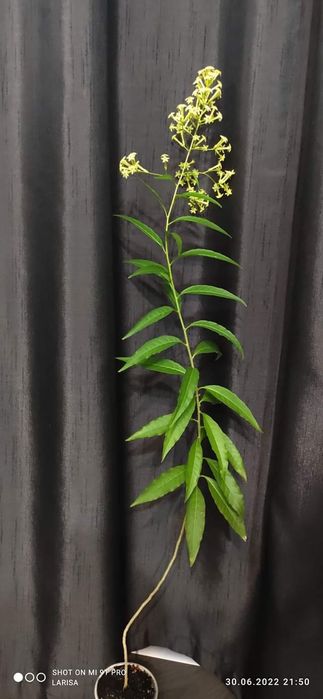 Цеструм ноктюрнум желтый, саркококка пеларгония жасмин