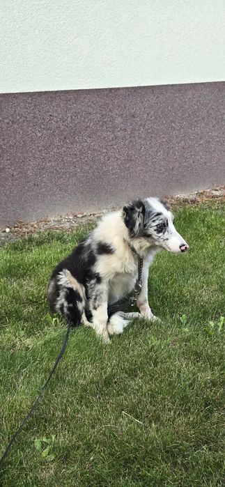 Border Collie suczka