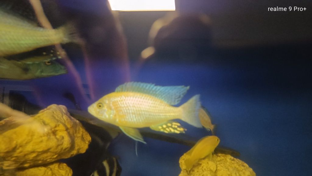 Aulonocara fire fisch iceberg