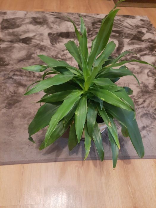 Kwiat doniczkowy Dracena
