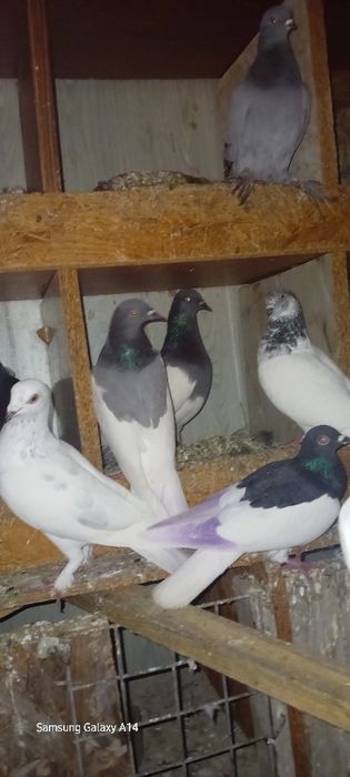 Sprzedam gołębie murzyny