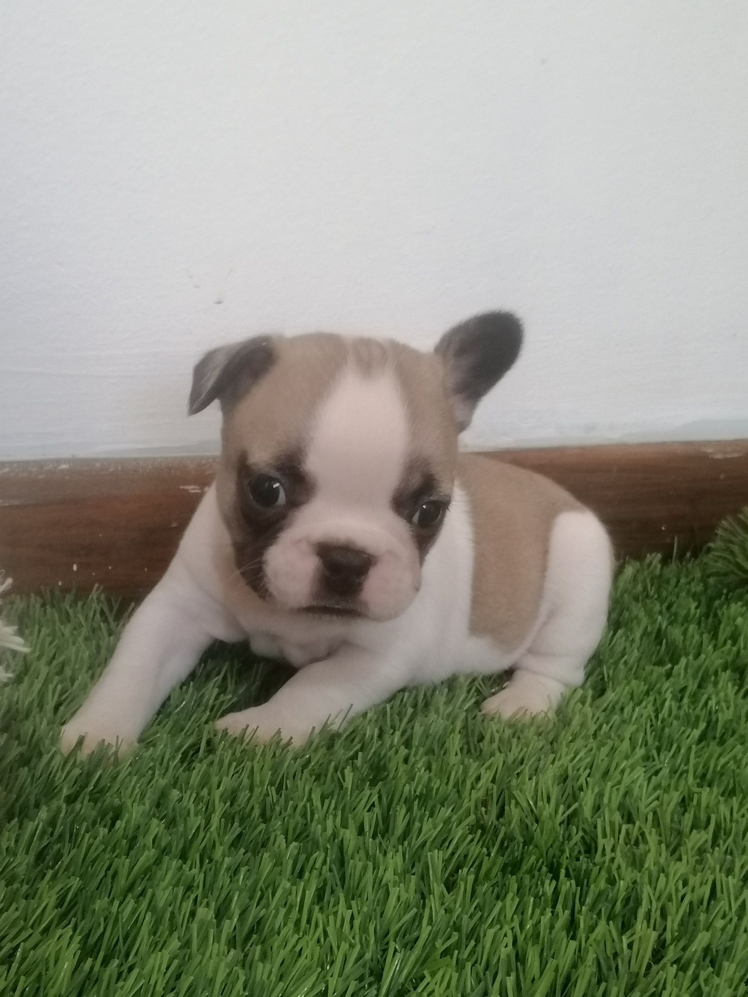 Buldog francês branco e fawn