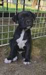 Stafik Staffik Staffordshire Bull Terrier FCI