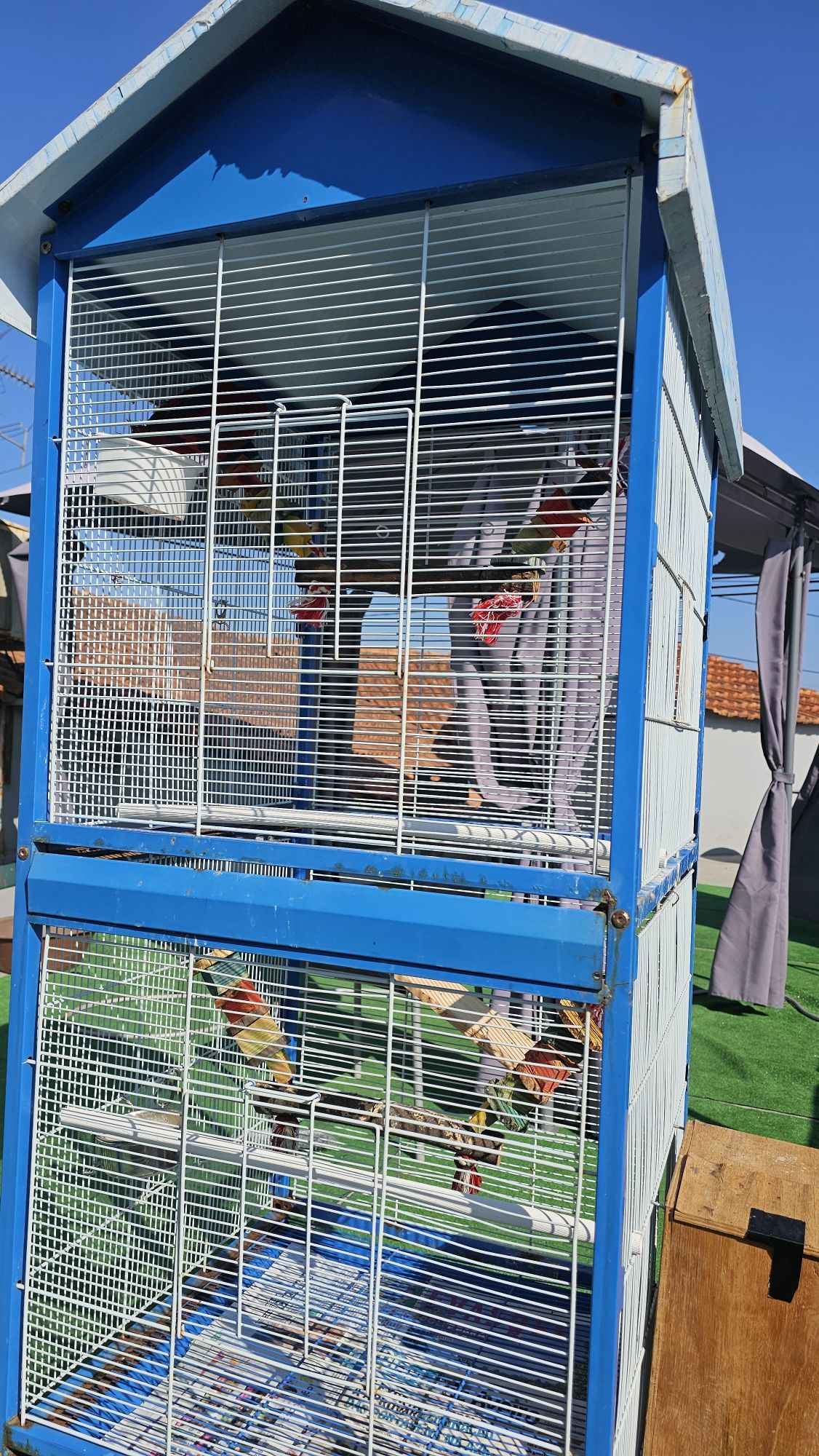 Vendo Lóris Borneo