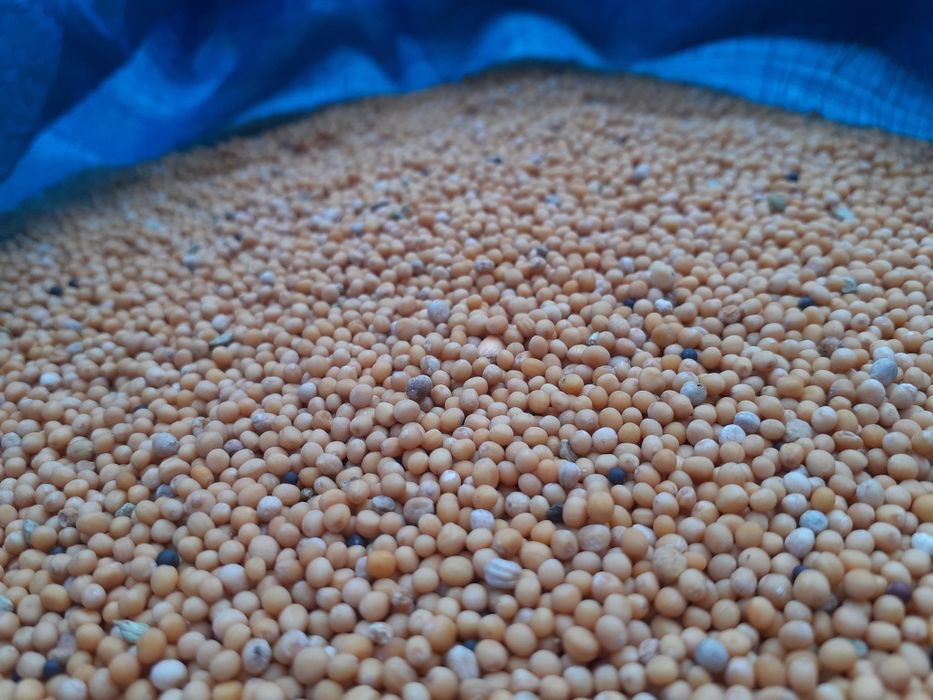 Gorczyca biała nasiona