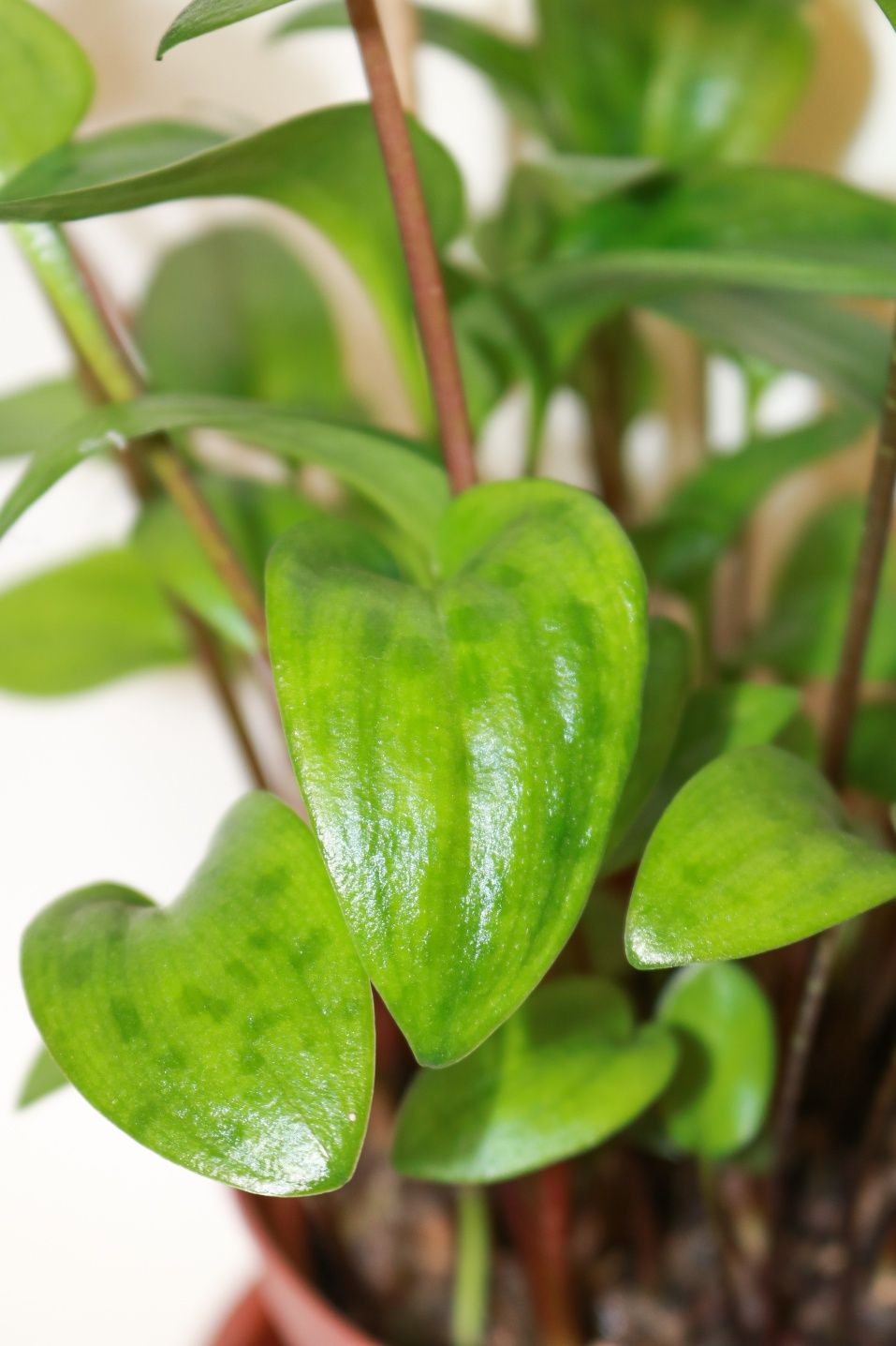 Vendo varias plantas