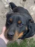 Suczka Rottweiler do oddania