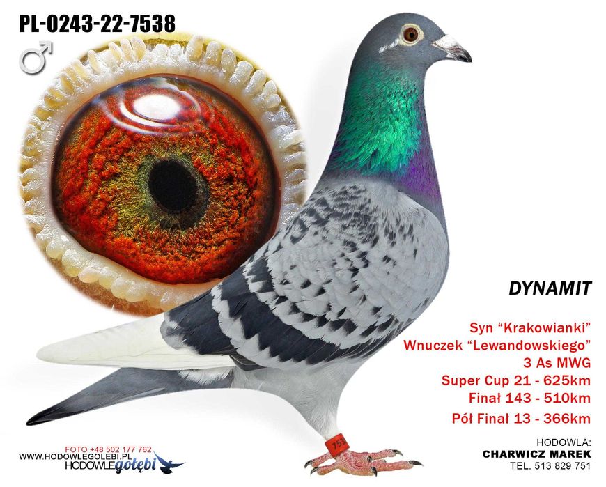 po samicy z wg krakus 13 z 625 km jako młoda