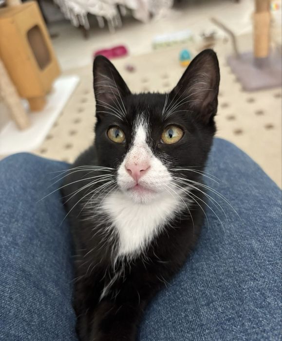 Gatinho com 4 meses para adoção responsável