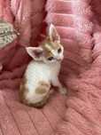 Devon rex kocurek , rodowod FPL /FIFE