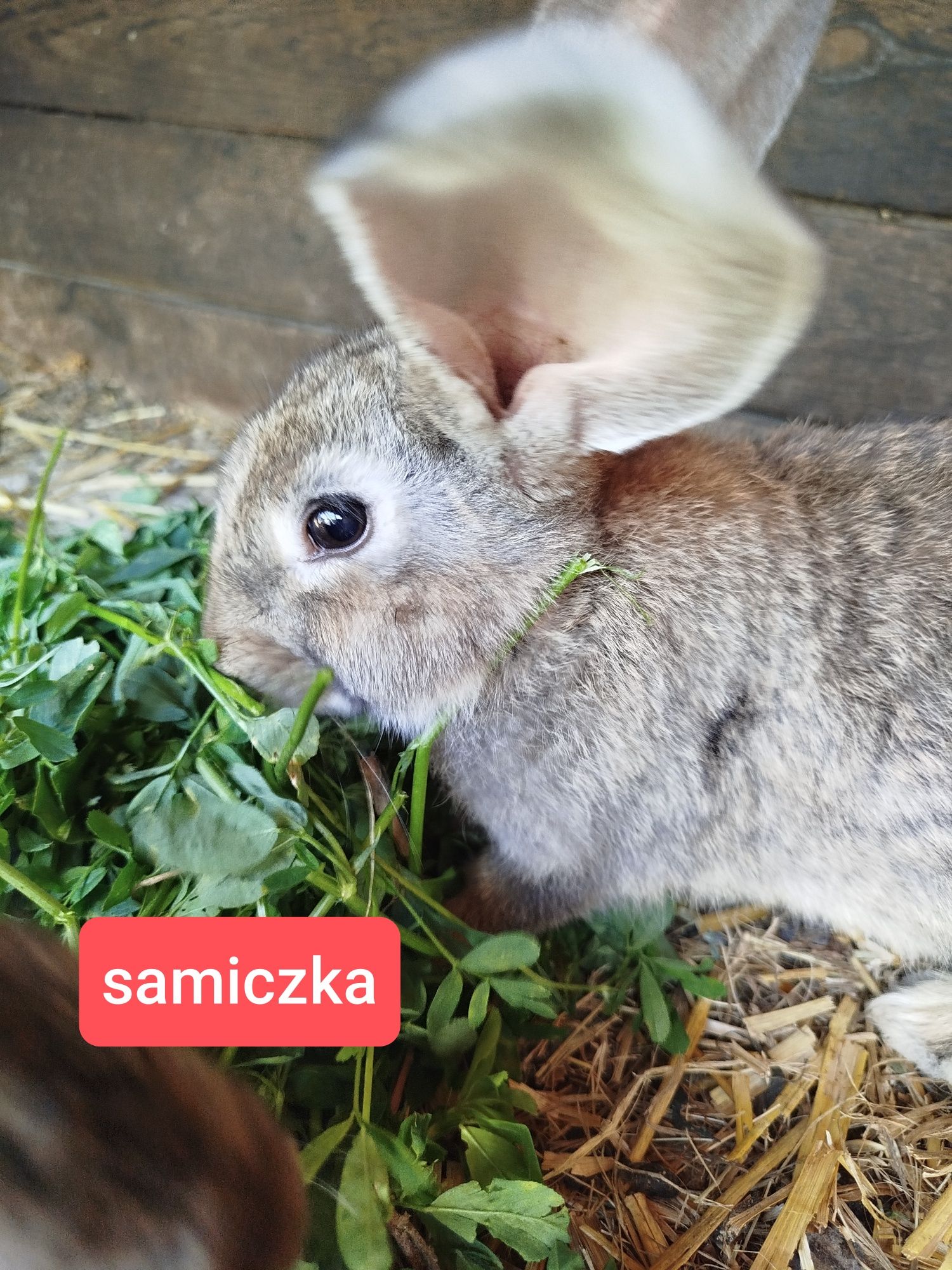 Samiczki i samce belgi