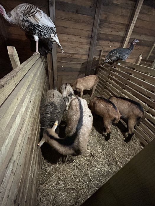 Sprzedam stado koz i owiec