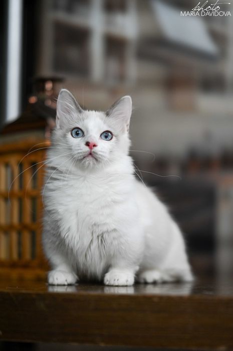 Уникальный голубоглазый кот — суперэлитный красавец!