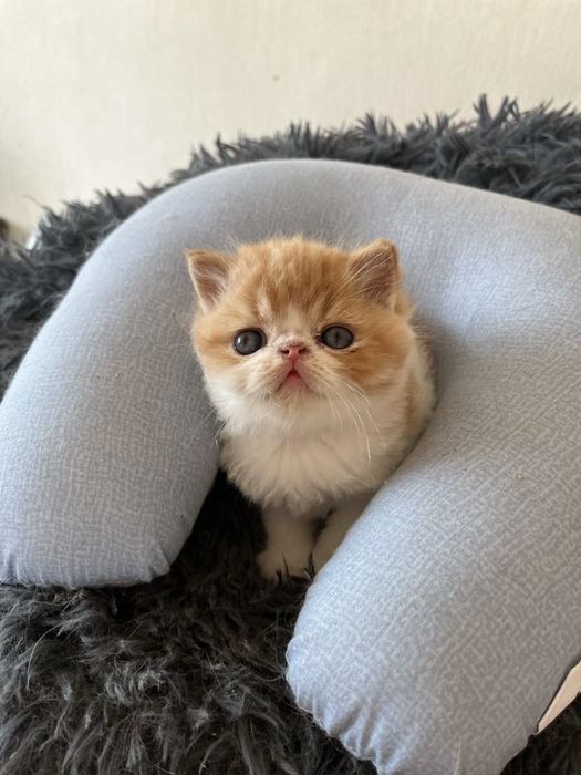 Плюшові екзотики