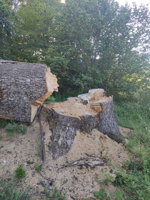 Drzewo jesion materiałowy