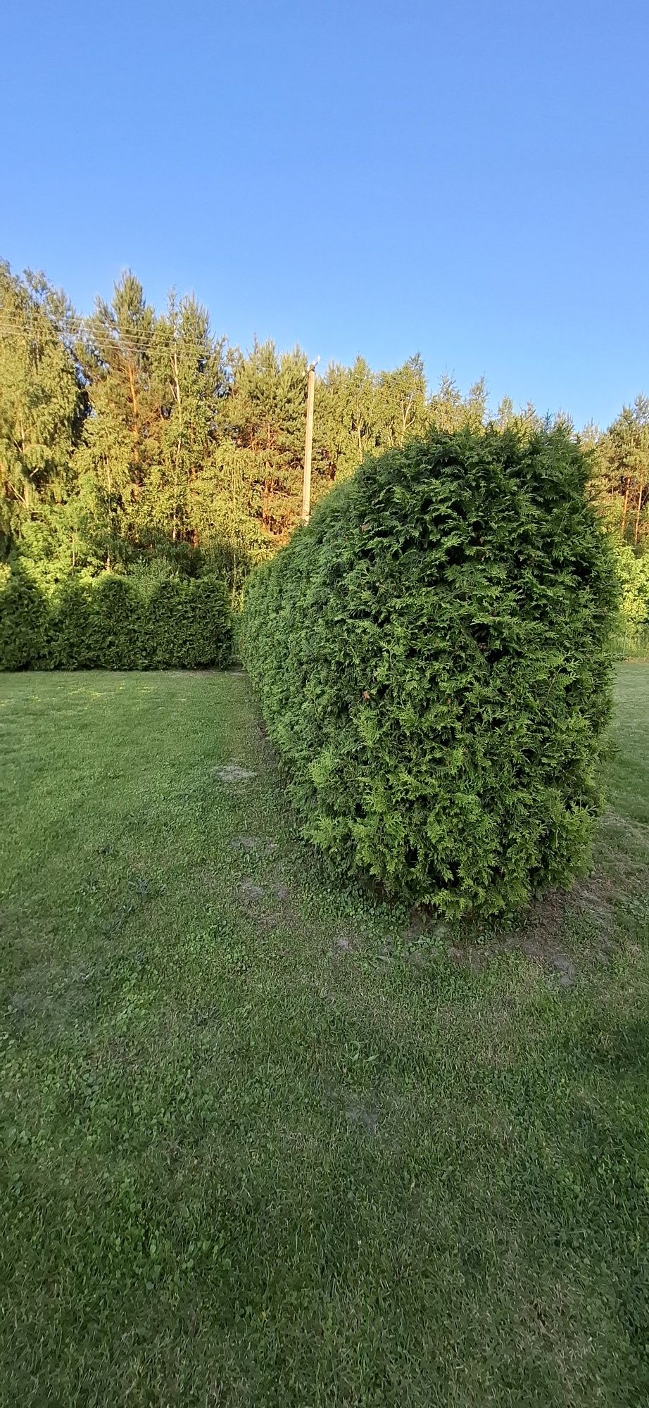 Pielęgnacja ogrodów koszenie trawy