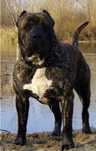 presa canario 2anos