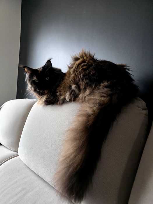 Piękna kotka maine coon