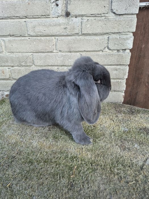 Sprzedam barany francuskie