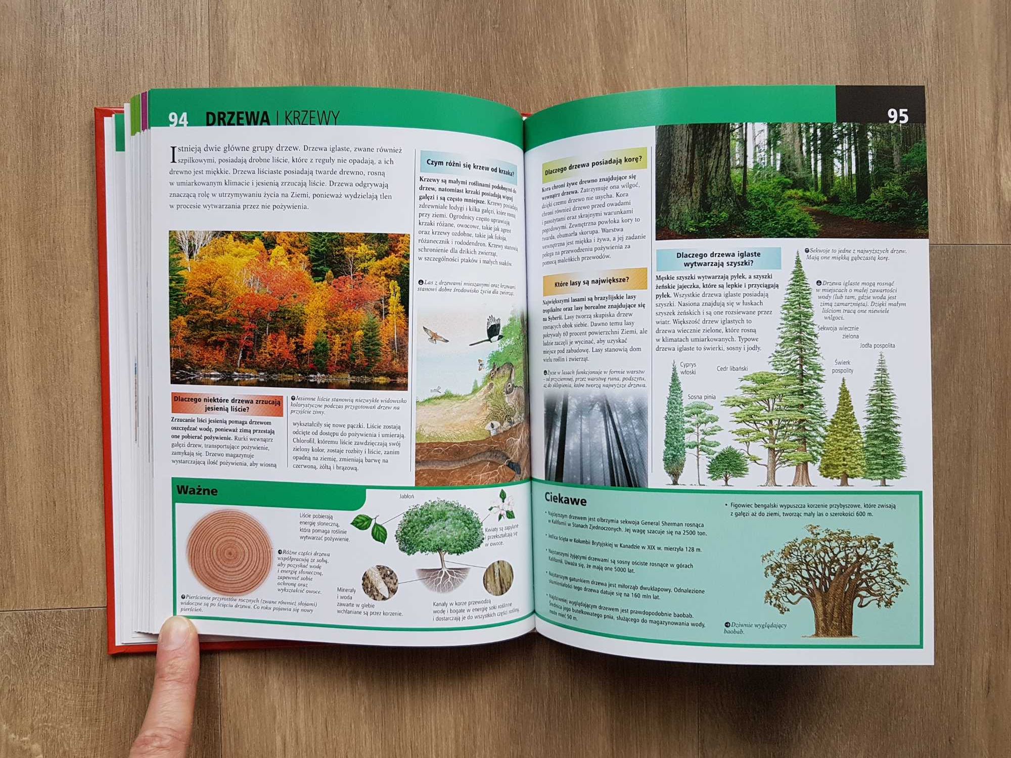 Encyklopedia dla ciekawskich wydawnictwo SBM Natura Dinozaury Ciało