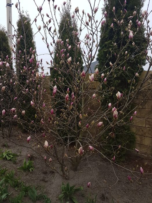 Саджанці магнолії Суланжа