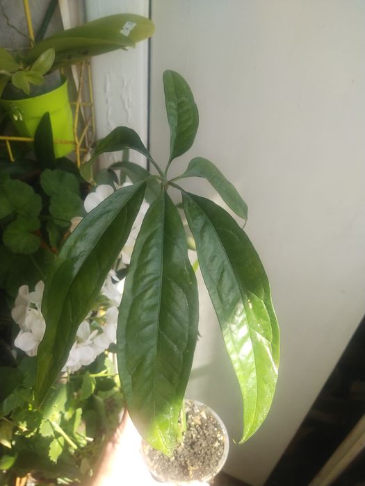 Anthurium polystictum.  .