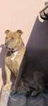 Oddam za darmo psa Pitbull american terrier