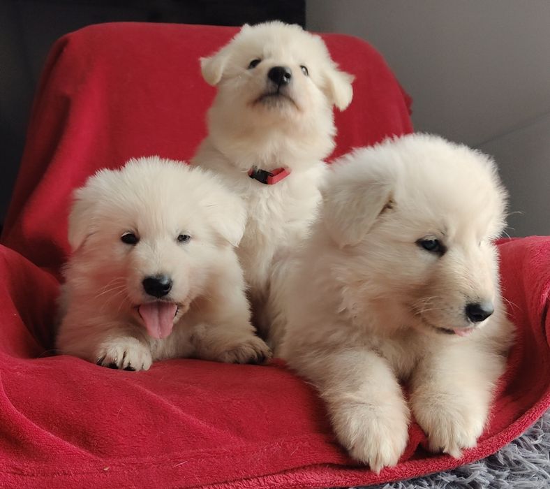 Śliczny piesek Biały Owczarek Szwajcarski hodowla Rivulus FCI ZKWP