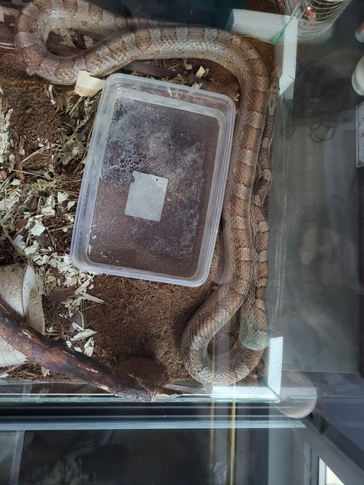 Wąż zbożowy ANERY