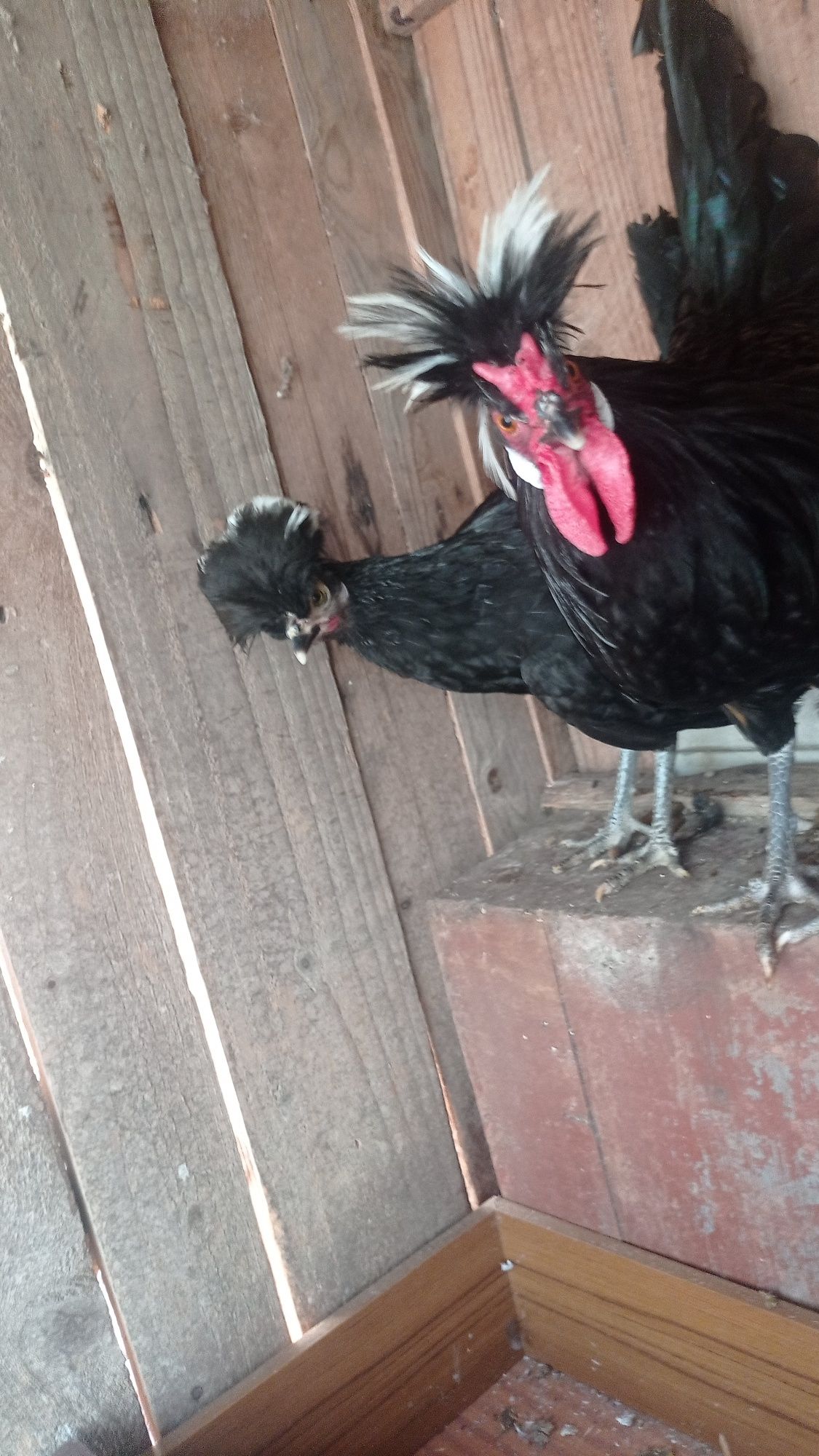 Casal de galinha Pelonesa
