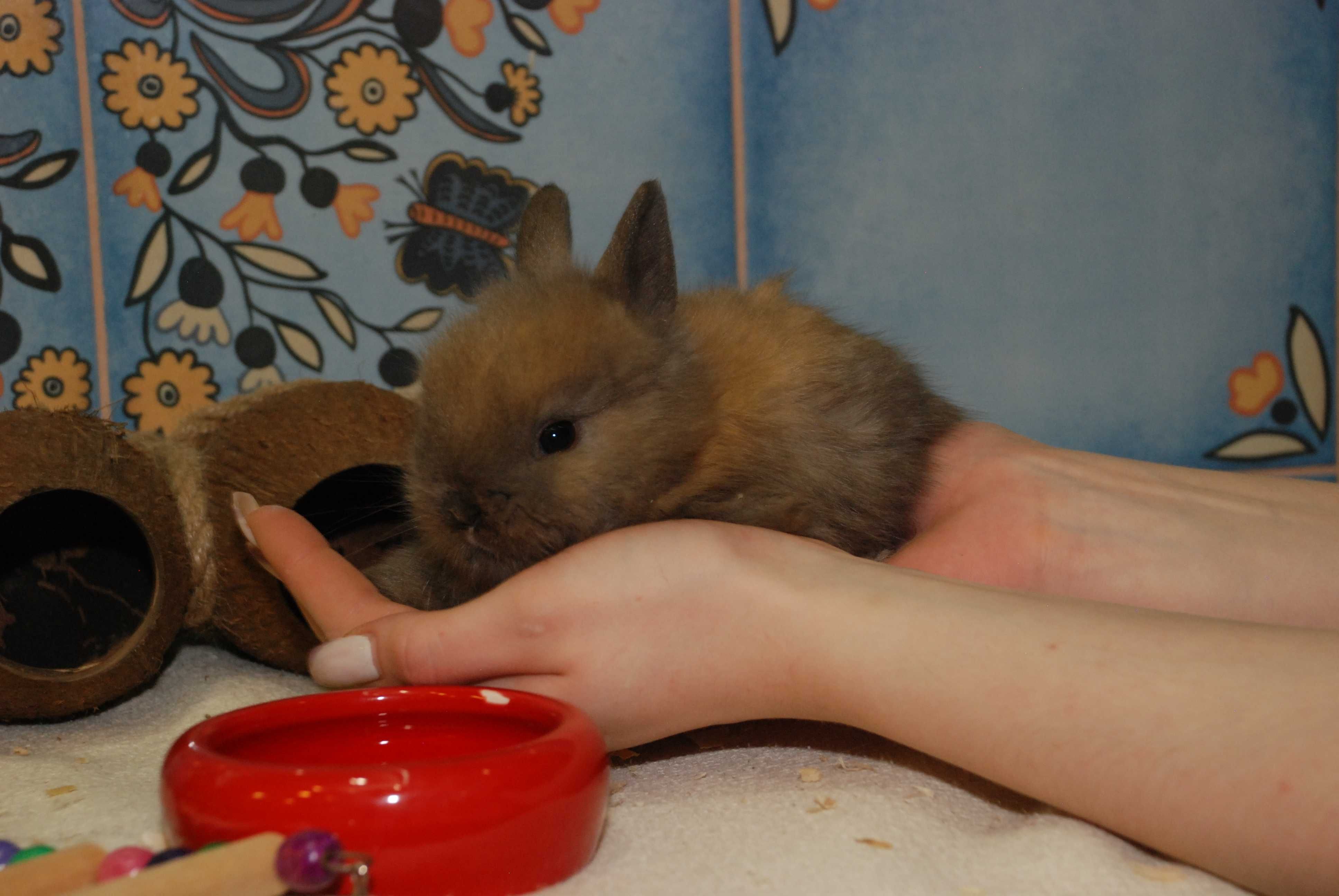 Масики мини кролясики - мини кролик голландец