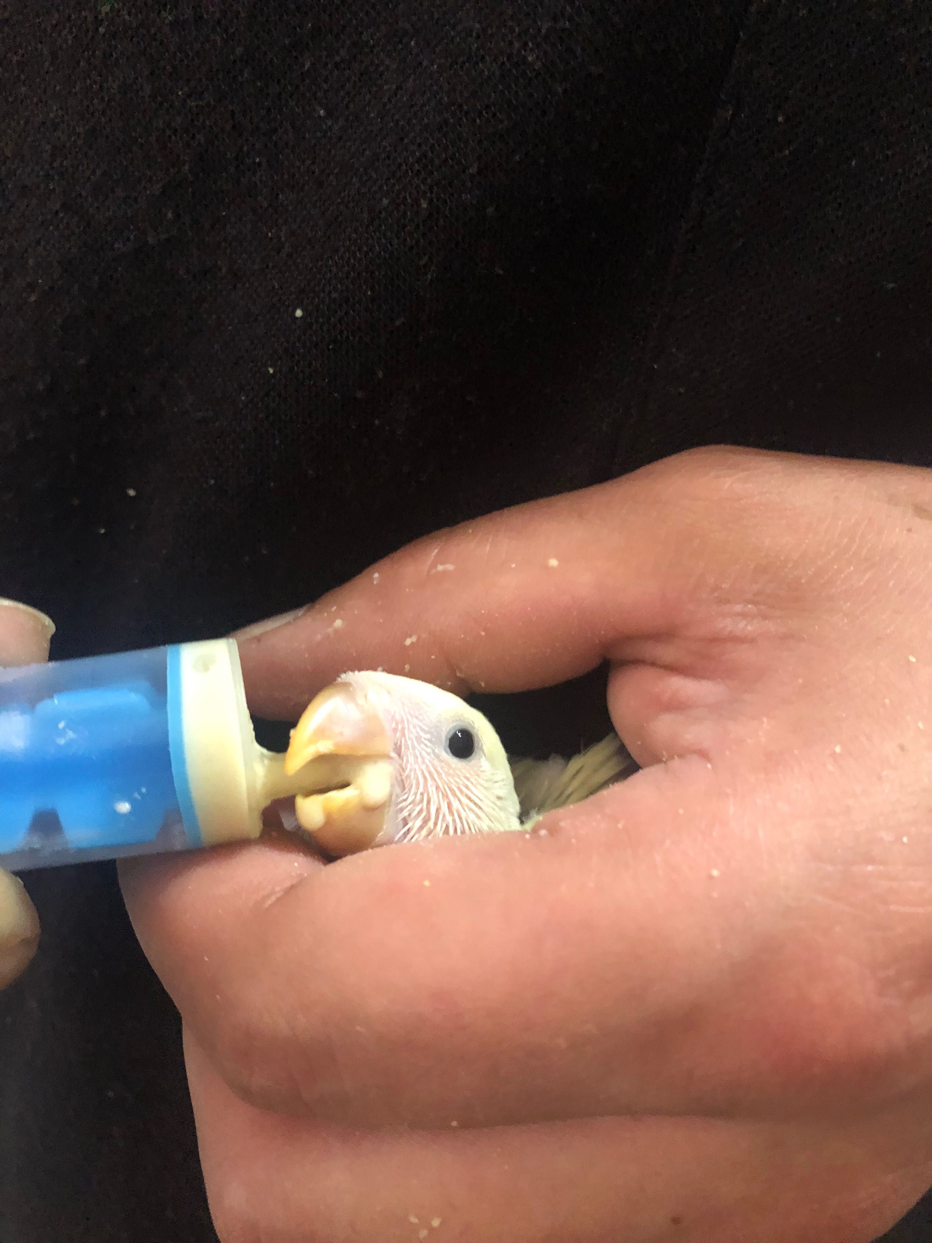 Ringneck/ Agapones criados a mão papa de criação