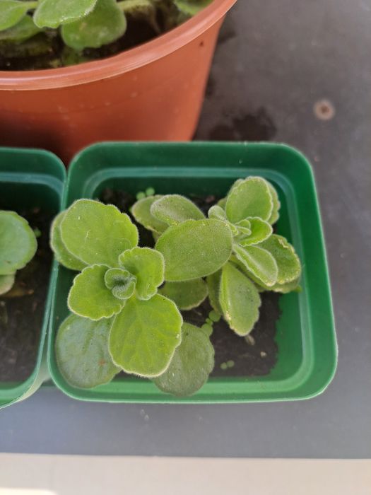 Raras plantas Vicks - Natural, Aromática e Medicinal