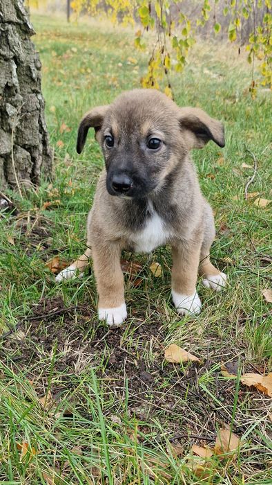 Щеня дівчинка 1.5 місяці, буде середньою