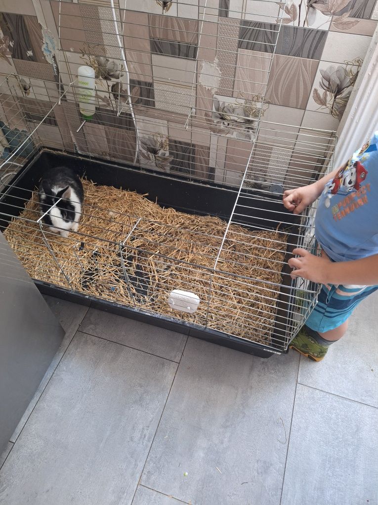 Oddam kruliczka w dobre ręce