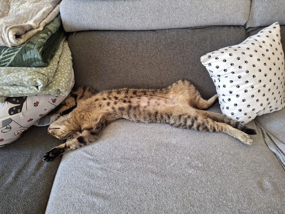 BELLA poleca się do dopcji