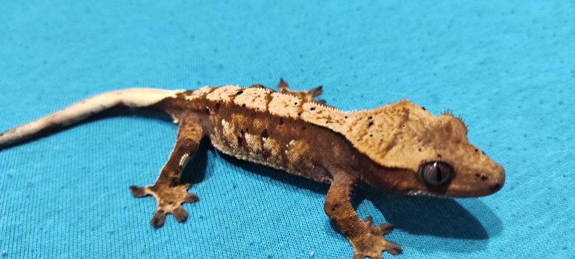 Gekon orzęsiony crested Geckos SAMICA SAMIEC