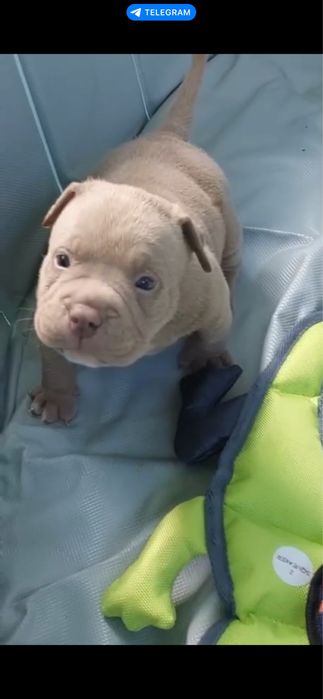 Американський Буллі