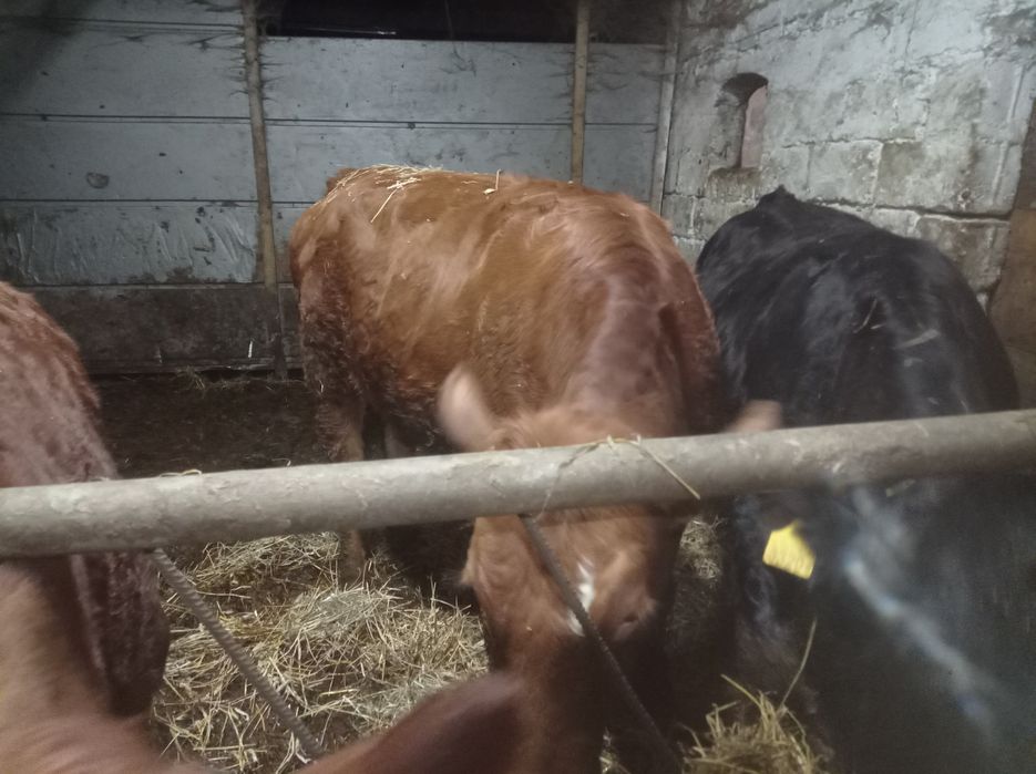 Jałówki mięsne cielne