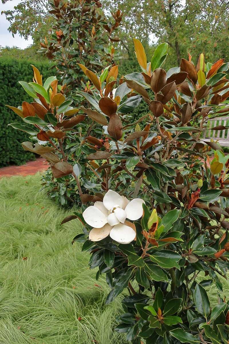 Magnolia grandiflora "Little Gem" zimozielona, pięknie pachnie