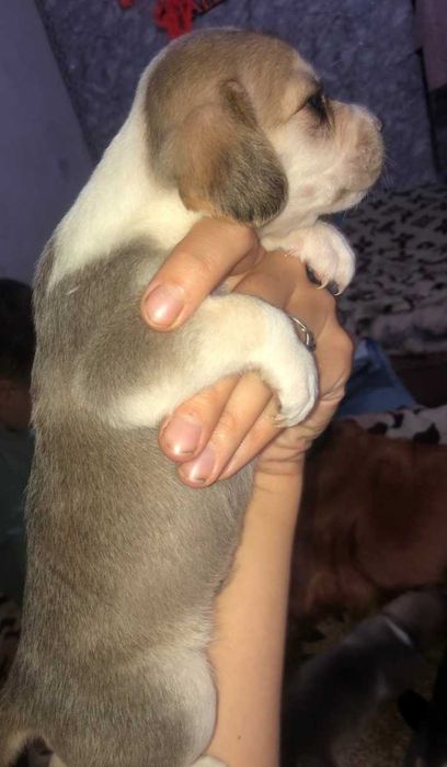 Відаємо цуценят англійського спаніеля