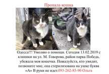 Пропала кошка