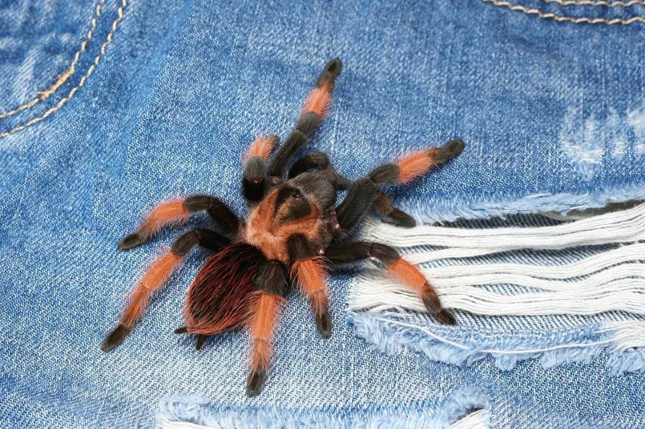 Brachypelma emilia самочка паука птицееда для новичков