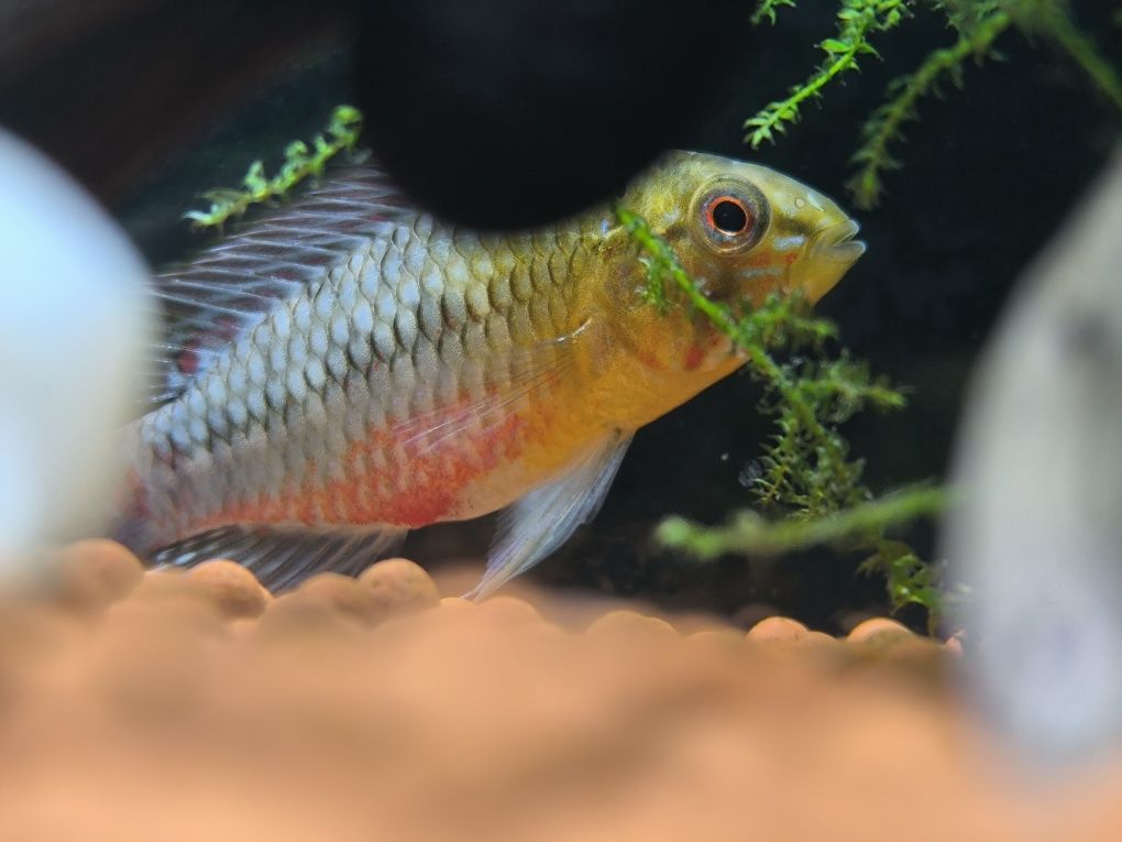 Apistogramma Hongsloi